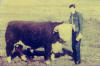 registered Hereford bull in 1959