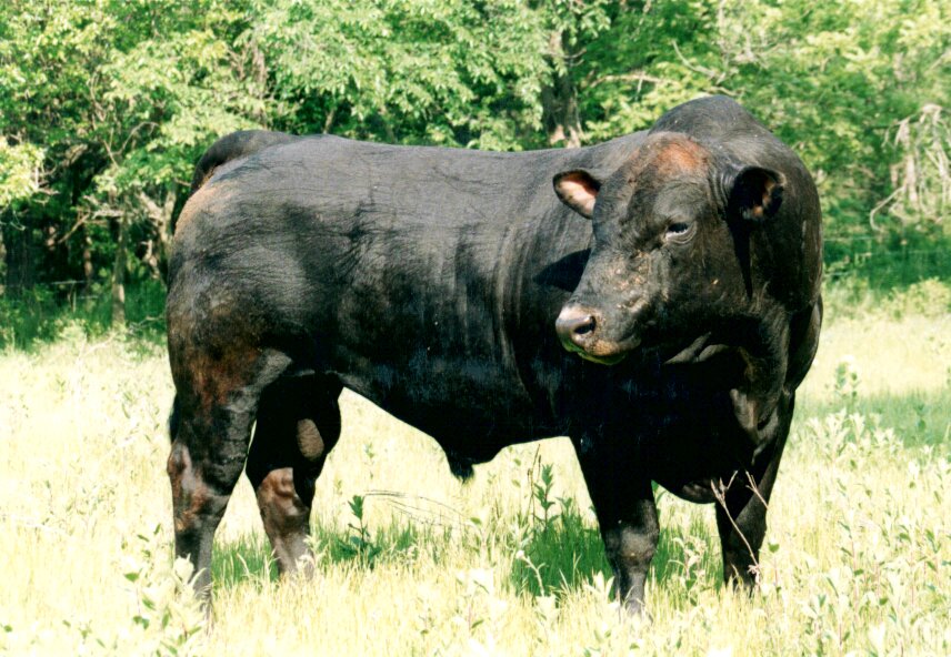 black charolais cattle