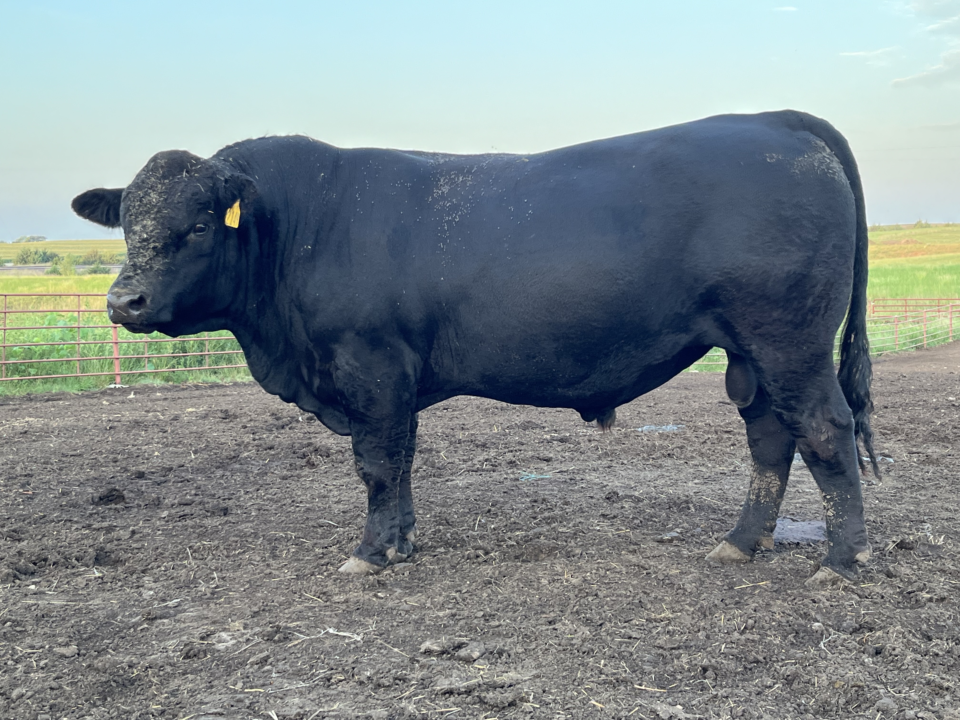 A side view of the Black Charolais sire LCL Restoration 2149K