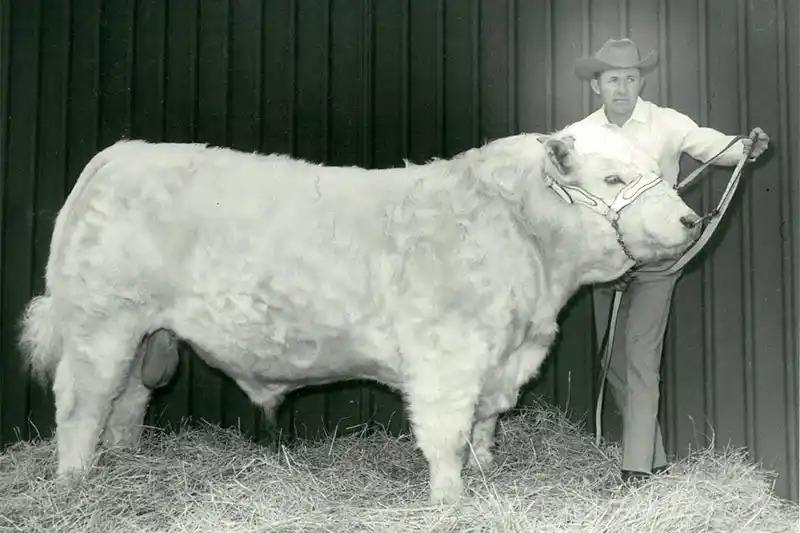 Lester Laue stands next to the White Charolais bull Beau Ivo