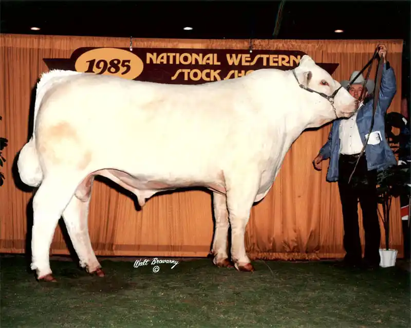 A White Charolais bull at the 1985 National Western Stock Show