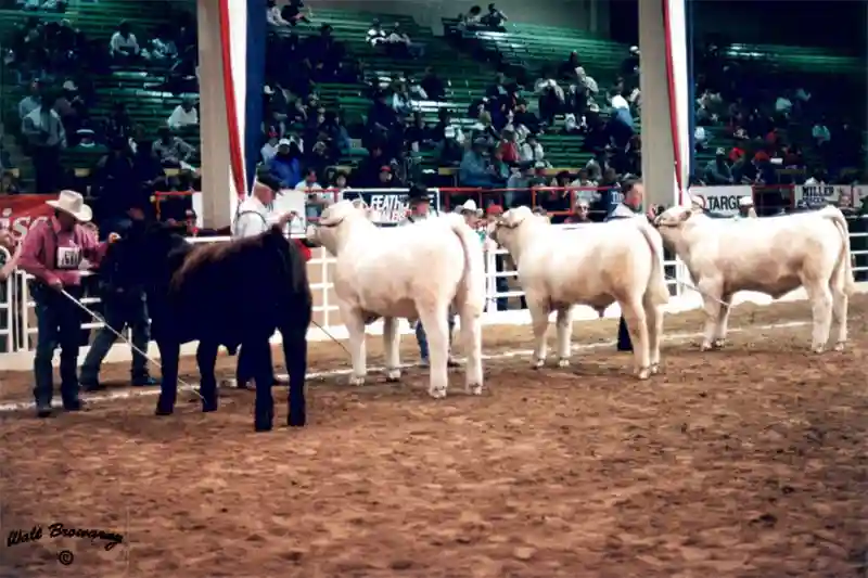 A Black Charolais bull sticks out in a row of White Charolais bulls at a cattle show