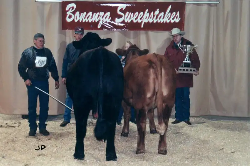 A Black Charolais bull and a Red Charolais bull stand next to one another at the Bonanza Sweepstakes