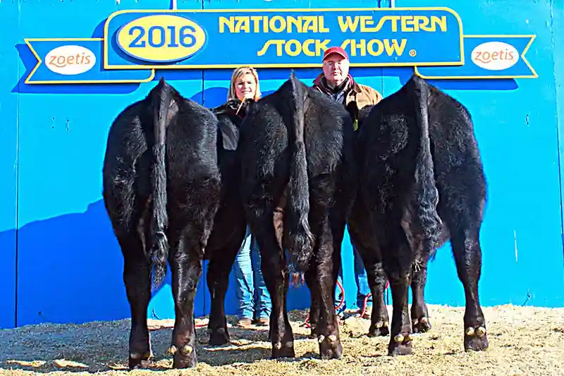 Three Black Charolais bulls at the 2016 National Western Stock Show 