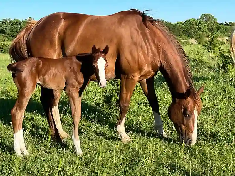 A brown horse and foal graze in a pasture