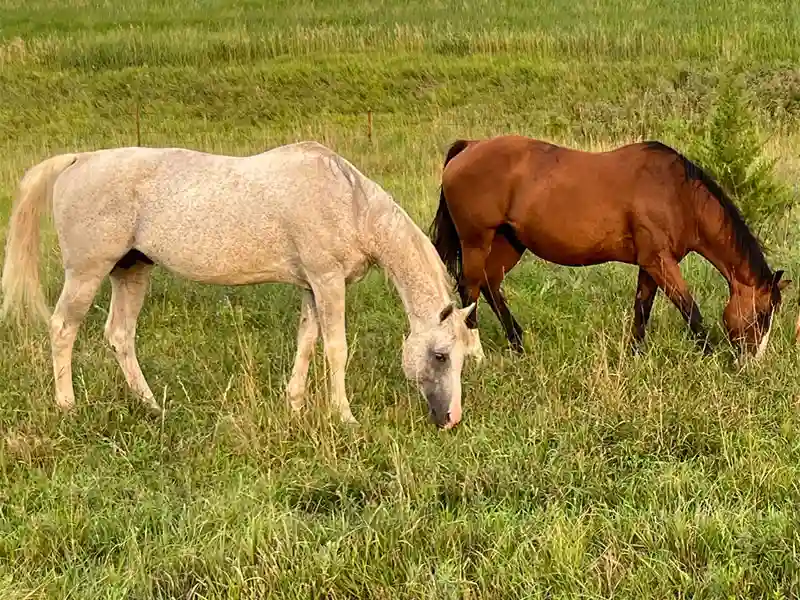 Two horses graze in a field
